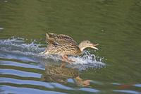 Cjp_2009_06_05_072536 (2).jpg